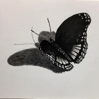 IMG_1523 (1024x1024)