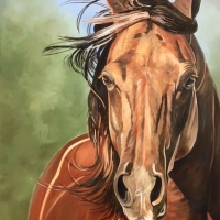 The Quarter Horse